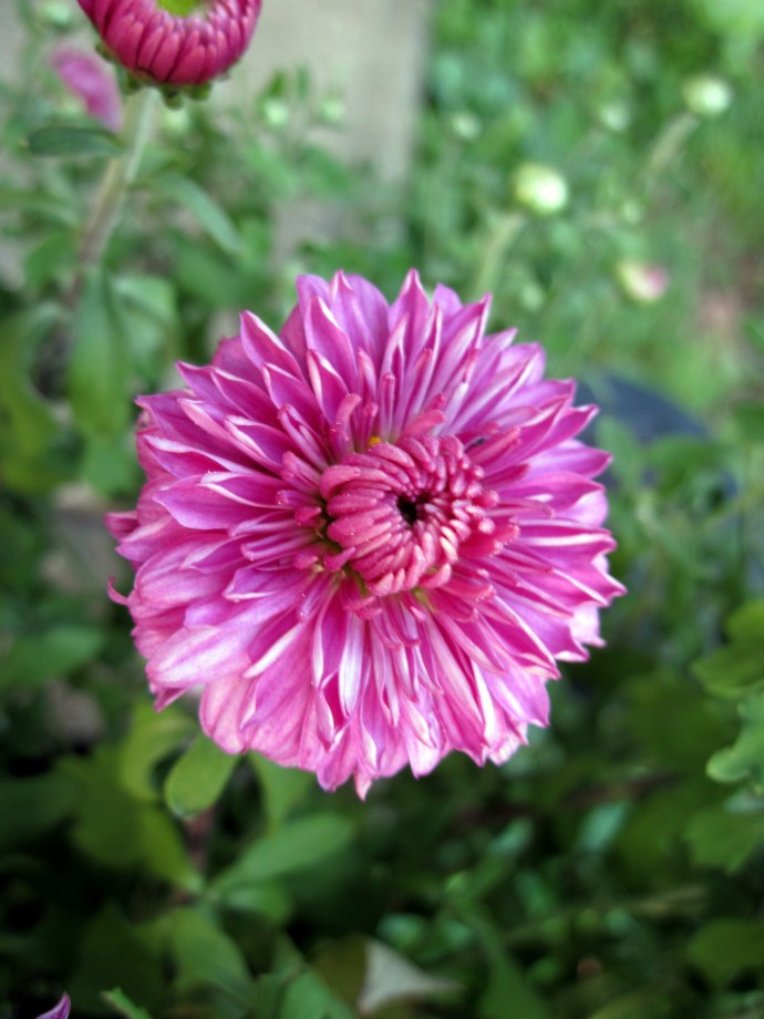 Magenta chrysanthemum. Taken 9/15/2010. Canon PowerShot A 1100 IS, Portrait mode, macro setting.
