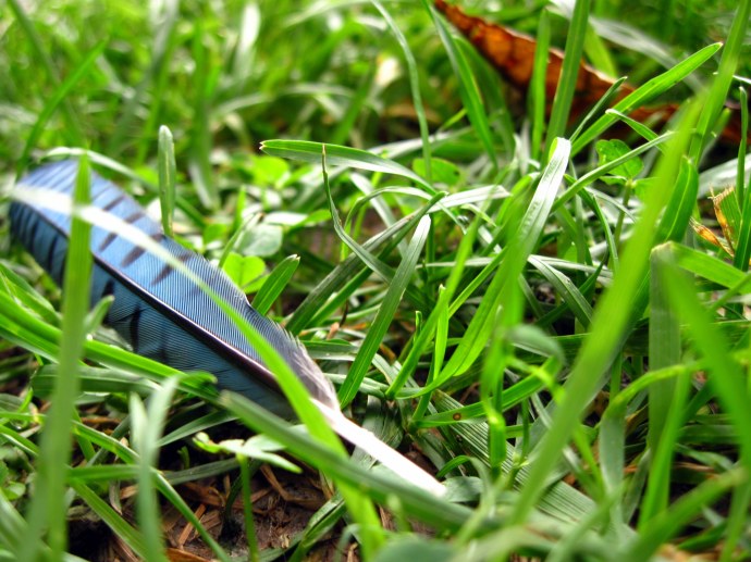 Bug's eye view: blue jay feather, grass, fallen leaf. 7/13/2011.