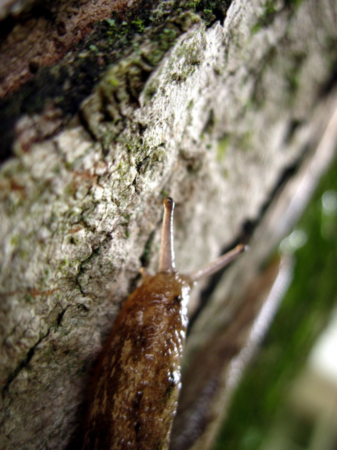 Slug, in the process of scaling the side of a tree. 7/13/2011.
